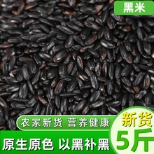 黑米新米250g黑香米黑龙江农家自产无染色五常黑大米五谷杂粮