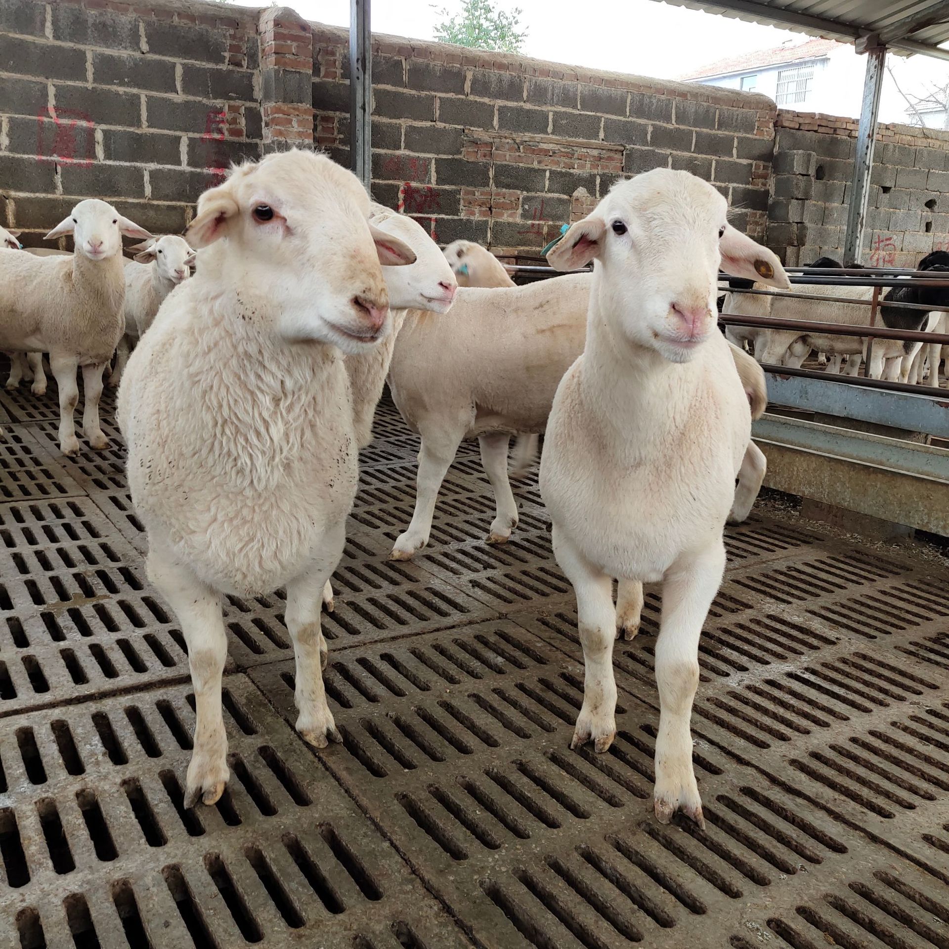 厂家出售肉羊羔 波尔山羊母羊 山东活体牛羊场市场价格有什么变动
