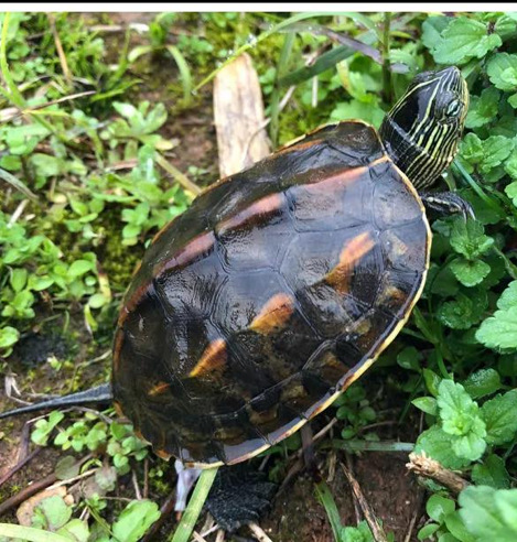 珍珠龟花龟台湾草龟活体小乌龟批发零售 宠物龟 外塘养殖场直供