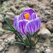 番红花种球观赏型多色易活阳台庭院批发多年生耐寒植物球根花卉