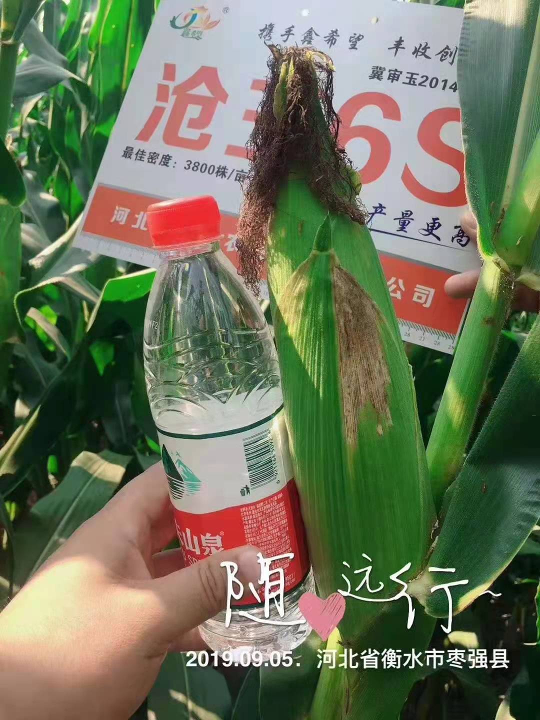 玉米杂交种沧玉6s 大穗玉米种子 粮食蔬菜种子批发