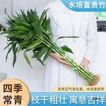 富贵竹水培植物带根室内盆栽客厅好养四季花卉节节高发观音竹