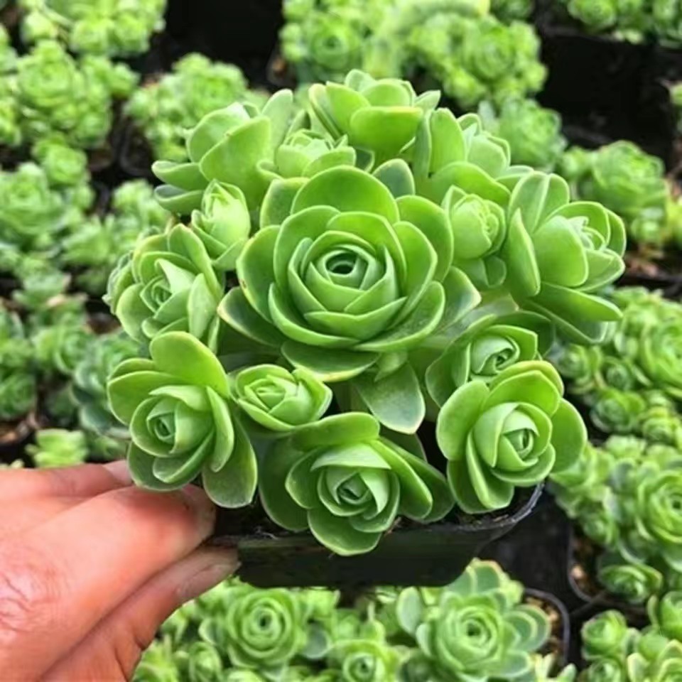 山地玫瑰多肉老桩盆栽室内客厅办公室观赏植物好养精品稀有小肉肉