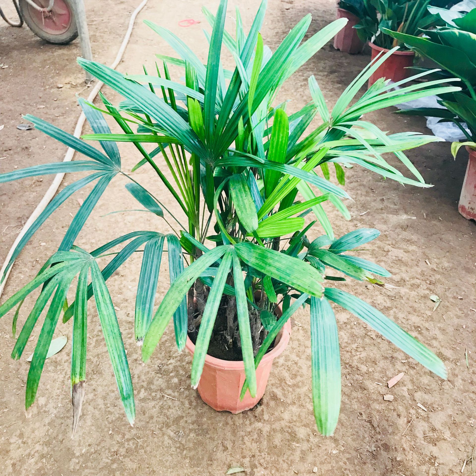 大棚销售室内盆栽 棕竹客厅办公室观叶绿植金山棕耐旱耐旱植物