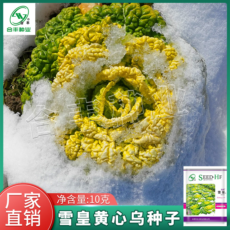 关氏雪皇黄心乌乌塌菜种子耐寒黄心乌矮脚田园庭院种植蔬菜种籽