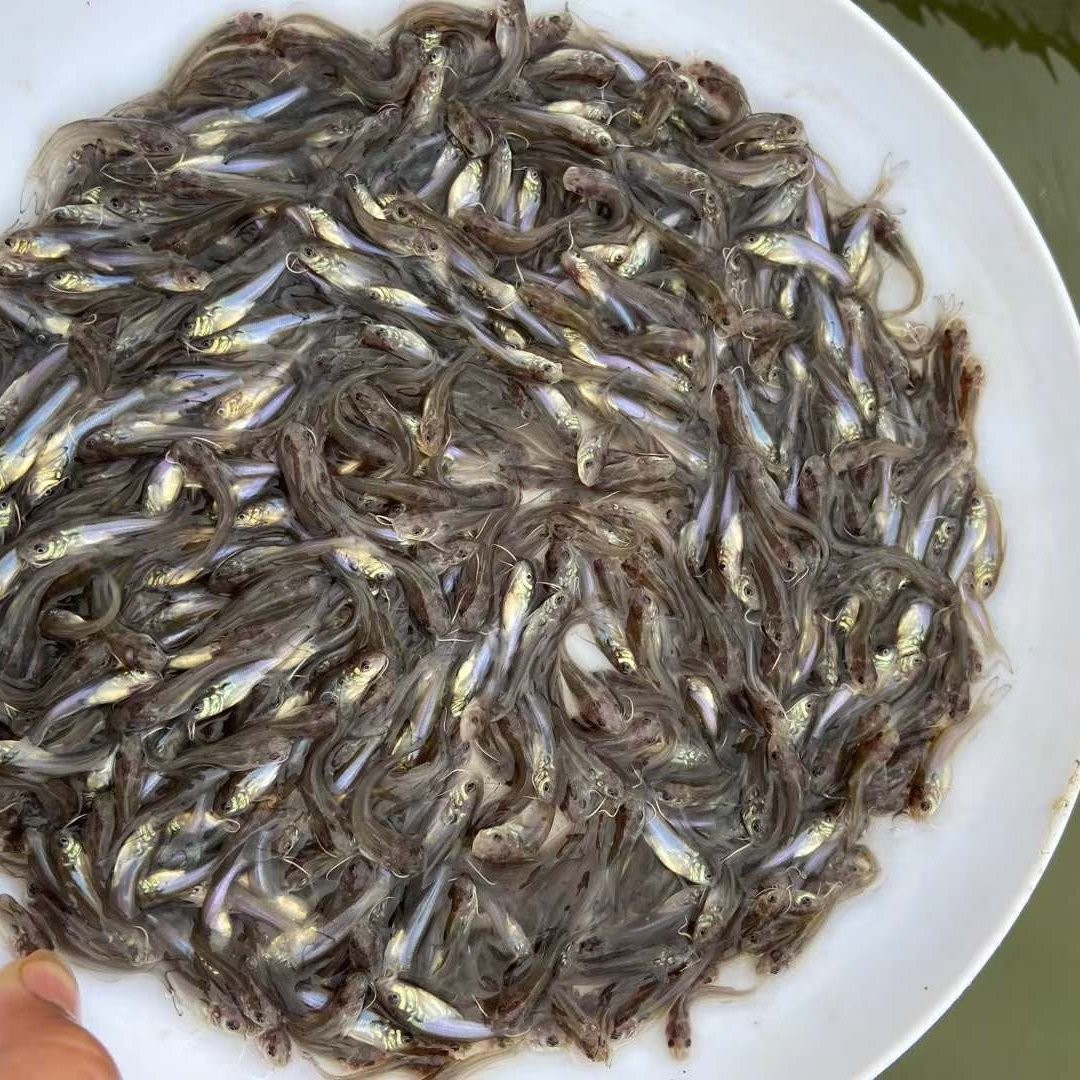 活鱼淡水鳜鱼苗水产养殖空运包活花鲫鱼淡水桂花鱼苗活体批发060