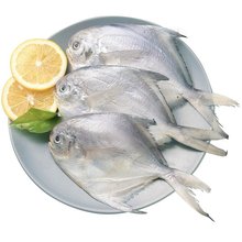 批发冷冻白鲳鱼 片冻加工 市场销售 本港鱼 海产品