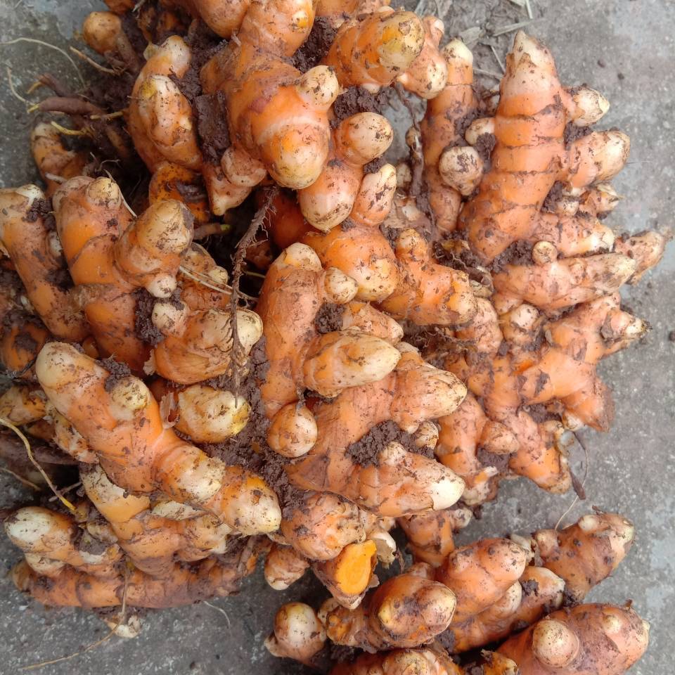 四川新鲜小黄姜 姜黄 郁金月子姜泰式料理咖喱红姜五色糯米饭染料