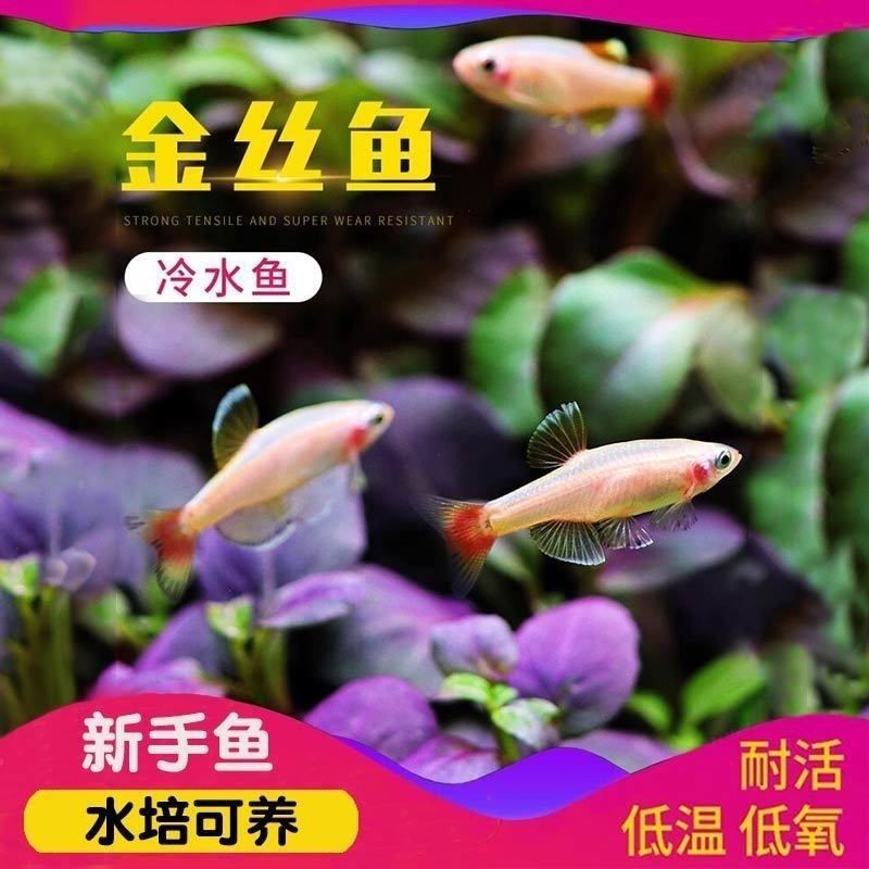 冷水鱼白云金丝好养的淡水鱼观赏鱼灯冬天不加热能群游灯尾速卖通