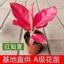 如意皇后吉利红盆栽办公室内小绿植懒人水培植物好养易成活