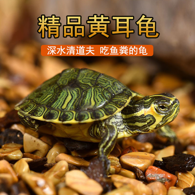 深水乌龟活物冷水长寿龟家养宠物观赏小乌龟招财一对黄耳吃粪淡水