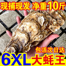 十里馋超大蚝王6XL鲜活新鲜牡蛎特大肉海蛎子10斤海鲜水产