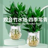 New home decorate Dracaena sanderiana Hydroponics Guanyin Zhu Green plant indoor fresh Evolution atmosphere Potted plant to work in an office Manufactor Direct selling