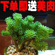 多肉植物水蜜桃吉娃娃玉露稀有贵货花卉室内肉肉盆栽法师老桩绿植