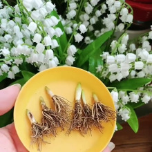 铃兰花苗带芽四季开花不断铃兰种球根系浓香型多年生阳台花卉盆栽