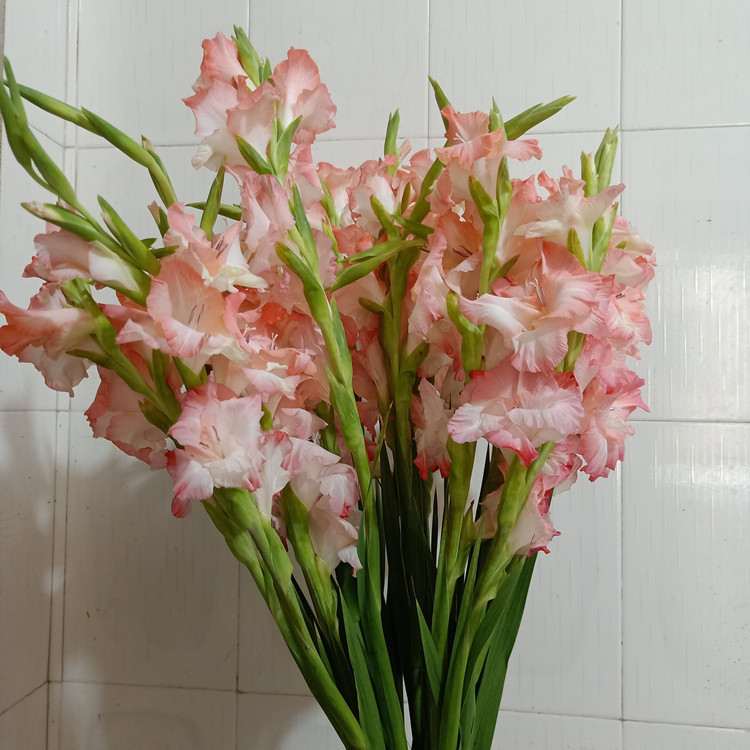 剑兰鲜切花云南昆明基地批发婚庆布置夜市摆摊生活用花社区团购等