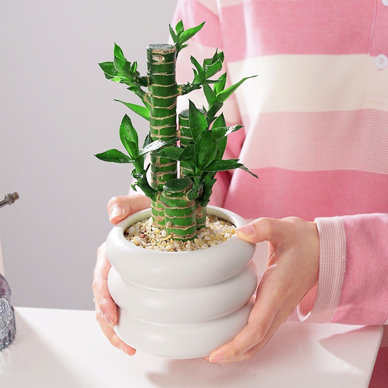 节节高富贵竹盆栽室内客厅招财植物水培水养发财竹带根绿植盆景