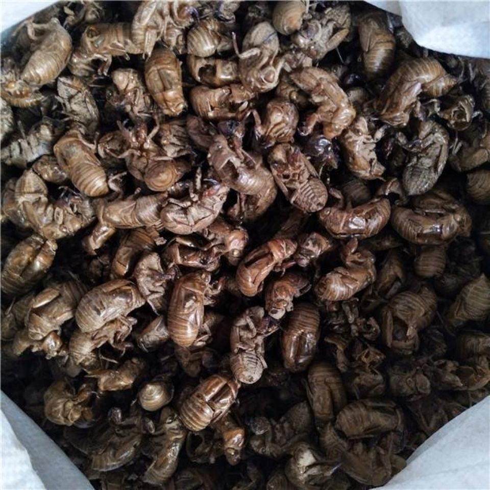 毛猴包邮500g克完整的蝉脱虫退蝉蜕中药材蝉退蝉蜕皮新货云南