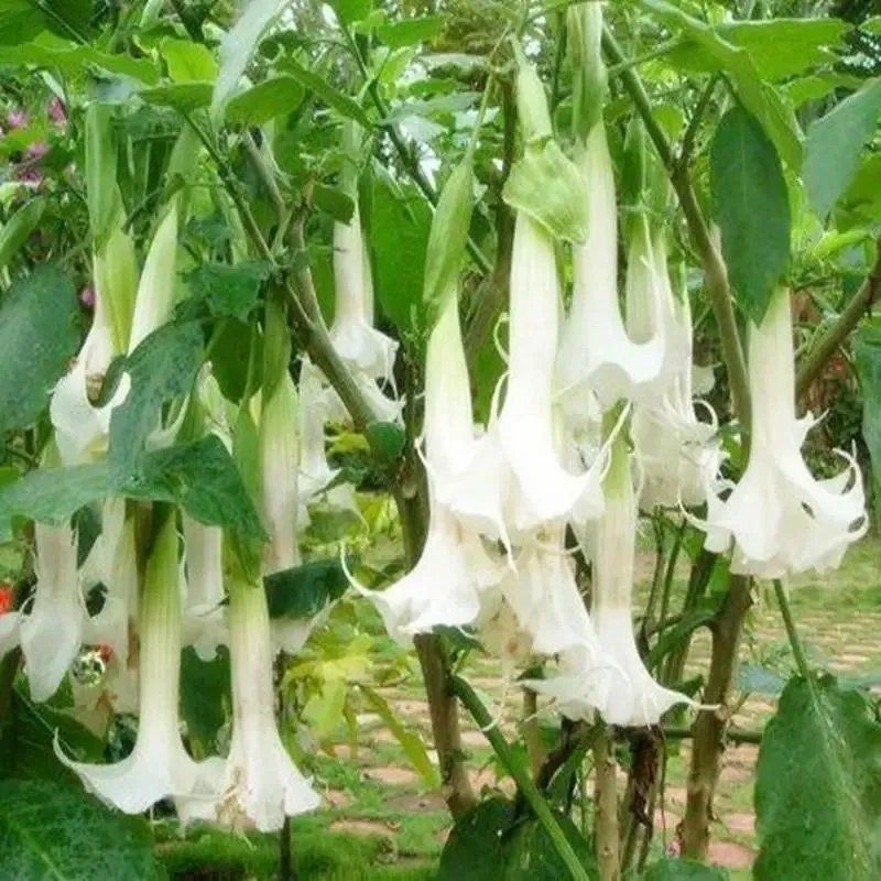 曼陀罗种子庭院花卉盆栽家庭阳台种植花草花海草花四季花卉花种籽