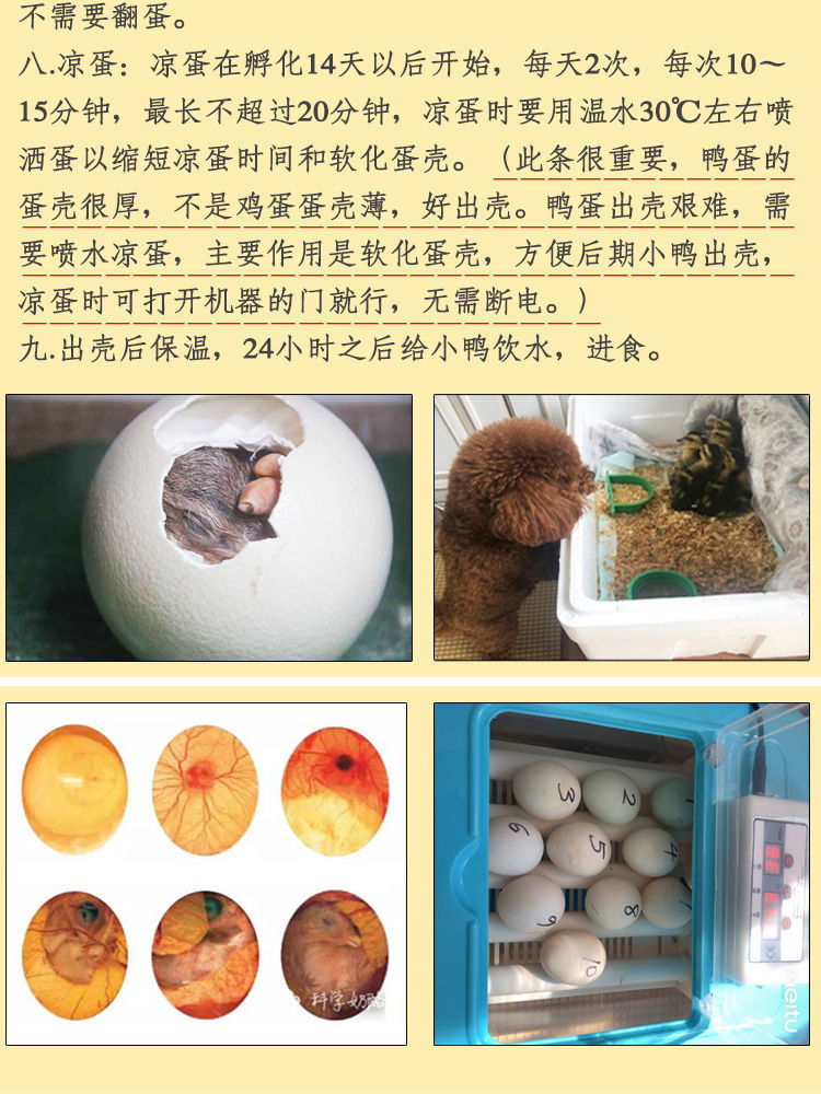 农家绿头麻鸭种蛋受精蛋水鸭湖鸭大种高产绿壳鸭蛋可孵化受精种蛋