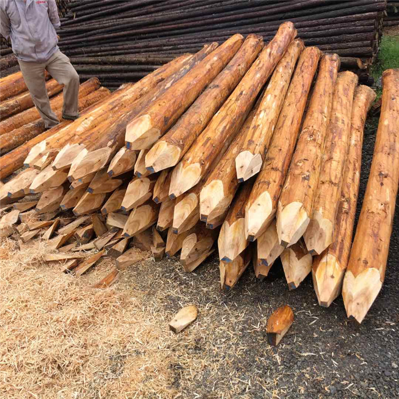 工地项目打桩木14-16公分河道工程杉木桩 圆木河桩杉木桩现货供应