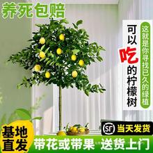 香水柠檬树苗盆栽带果可食用客厅绿植大型植物室内阳台四季开花卉