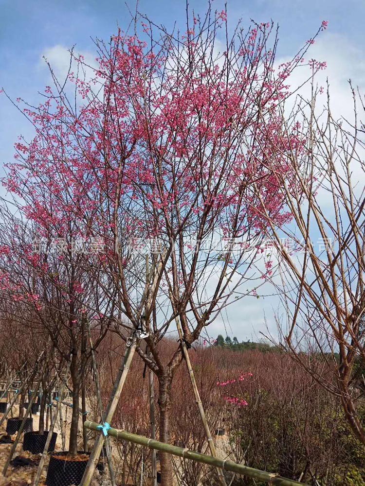 福建山樱花产地 福建山樱花销售 福建山樱花种植