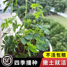 害羞草种子含羞草盆栽植物套餐阳台绿植花卉种子薄荷种籽四季易种