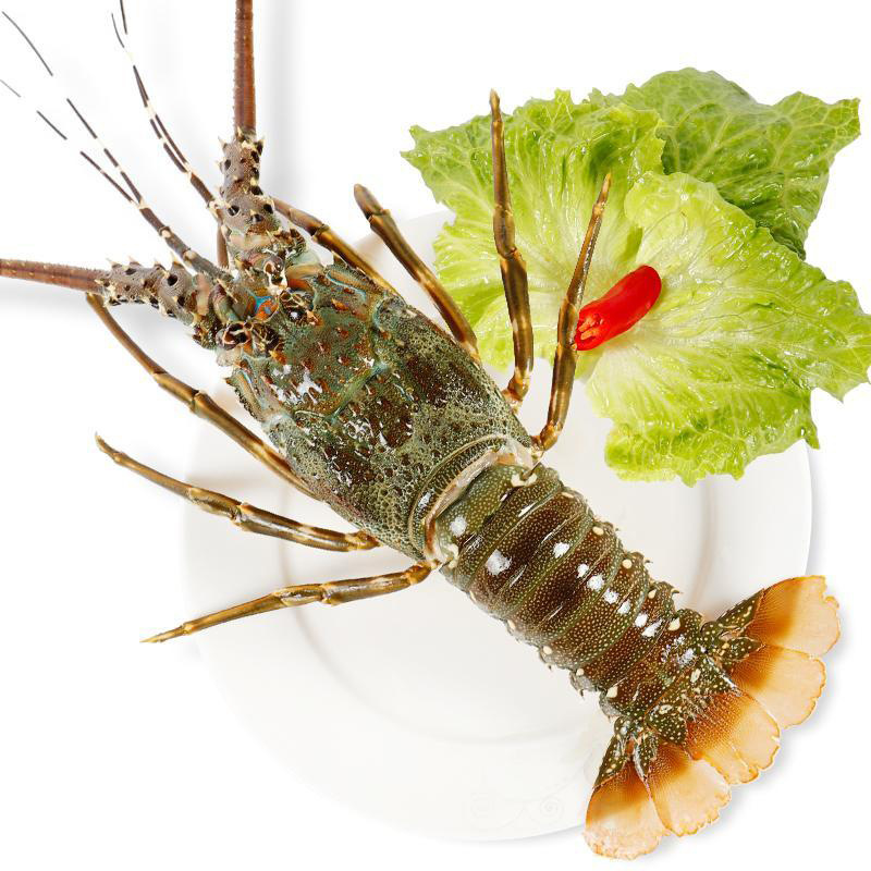 东山岛小青龙虾新鲜冷冻青龙虾海鲜澳洲鲜活速冻龙虾200