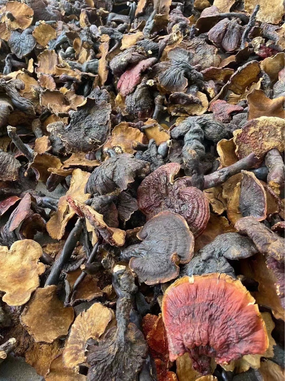 聚健堂 西藏野生灵芝 纯正野生赤芝 中大号 一件代发