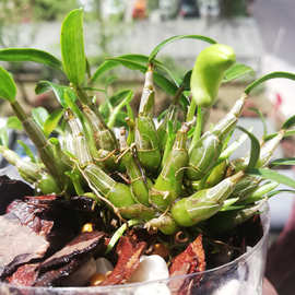 米斛苗霍山石斛苗盆栽石斛兰开花食用3-4年大苗非铁皮石斛苗鲜条