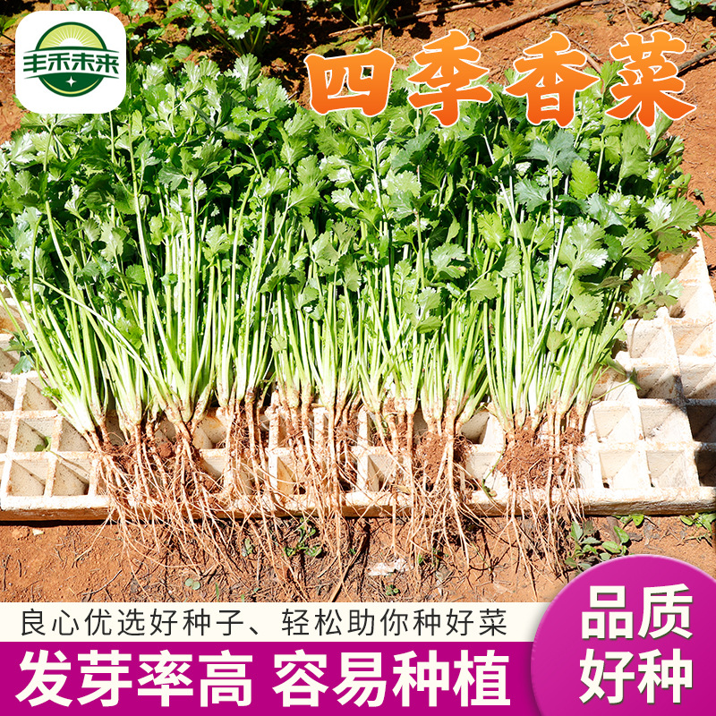 四季香菜四季可种果蔬菜种孑籽种香气浓郁发芽率高小菜园种植