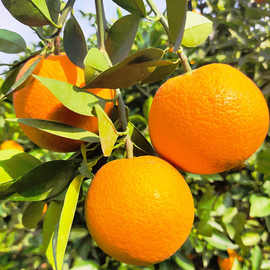 橙子应季水果广西桂林夏橙新鲜高山夏橙非沃柑冰糖橙血橙