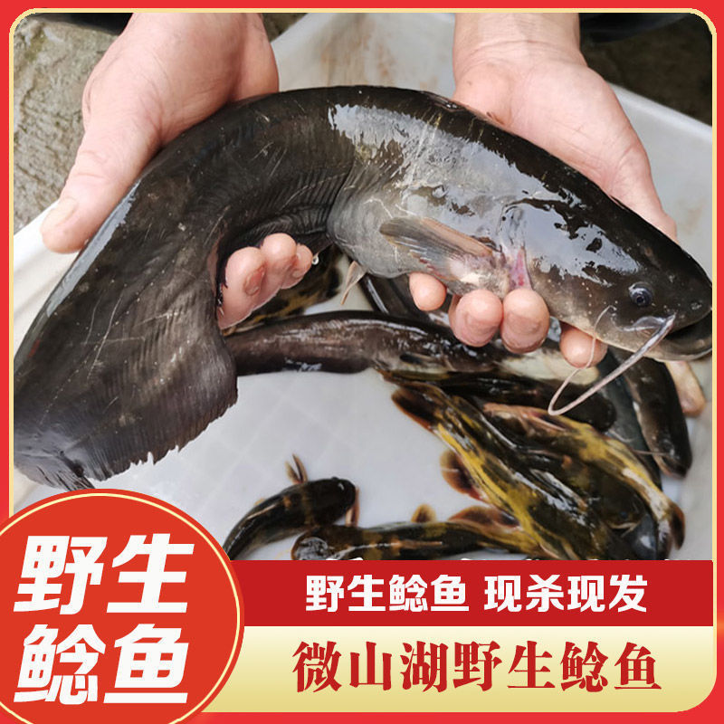 【鲶鱼】微山湖野生鲶鱼现杀淡水胡子鲶 湖区野生土鲶鱼 大口鲶鱼