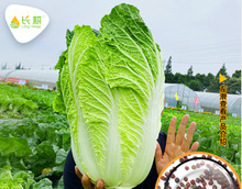 四季大白菜种子山东白菜种籽大全夏播秋种农家耐热蔬菜白菜孑
