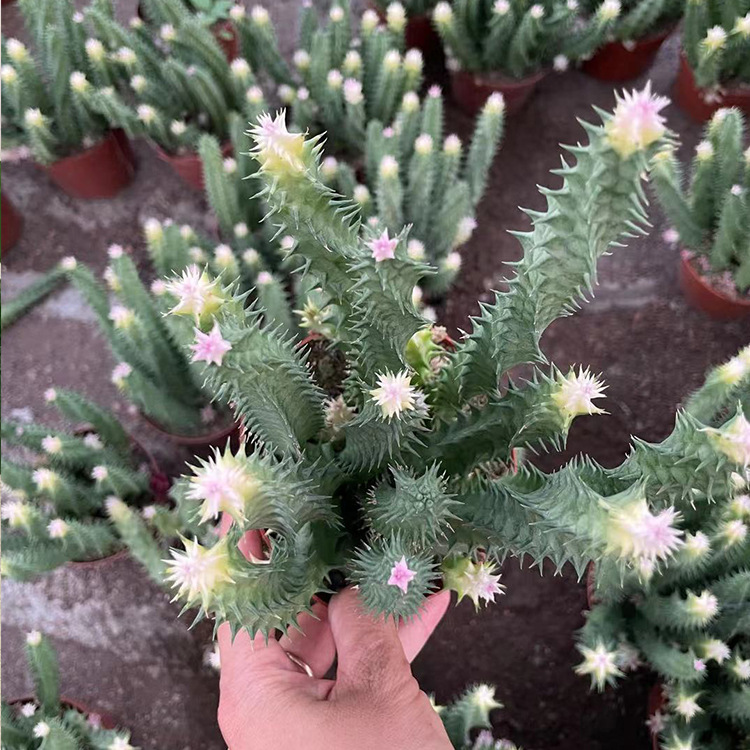 基地直批仙人掌类犀牛角锦盆栽带刺耐养耐运输居家绿植可出口植物