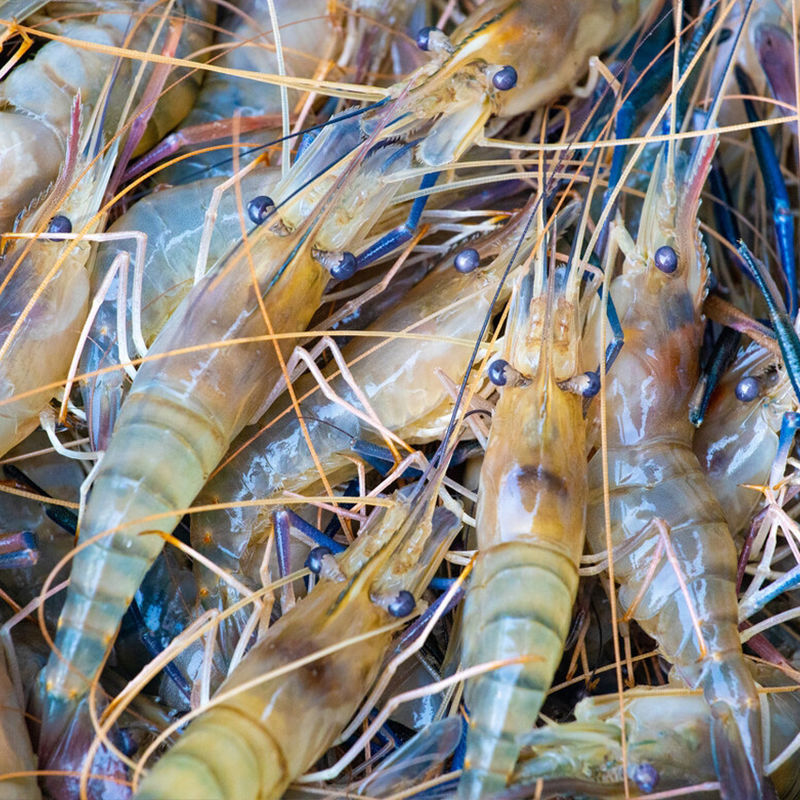 新鲜罗氏虾活冻海鲜冰鲜罗氏沼虾大虾大头虾沼虾淡水虾罗氏虾对虾