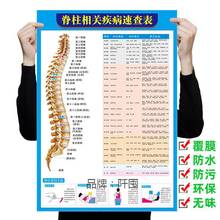 。人体脊柱相关疾病速查表医院挂图器官内脏结构海报呼吸系统示意