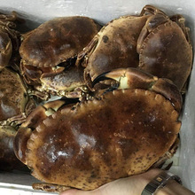 生冻面包蟹超大活冻爱尔兰黄金蟹珍宝蟹梭子蟹母鲜活水产螃蟹新鲜