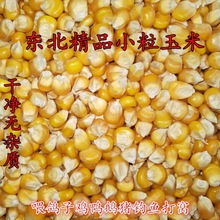 玉米粒干玉米粒小粒颗粒窝料鸽子粮钓鱼打窝喂鸡鸭鹅猪家庭装低价