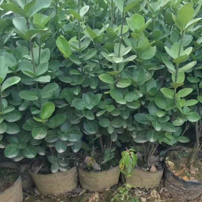 大叶黄杨金边黄杨杯苗地苗 绿篱绿化工程 苗木 大叶黄杨四季青