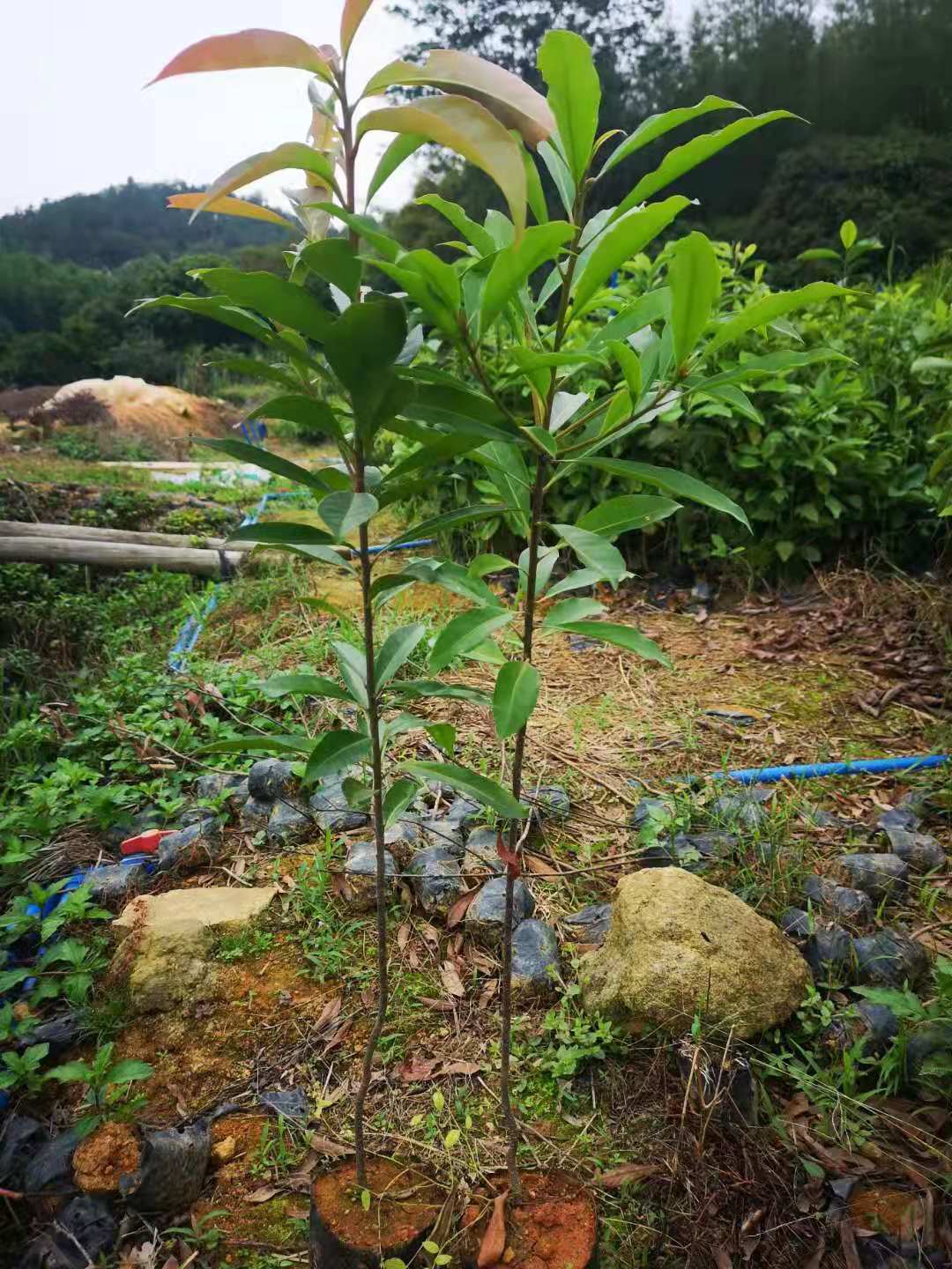 哪里有批发金丝楠木苗 江西九江金丝楠木树 5公分金丝楠木杯苗