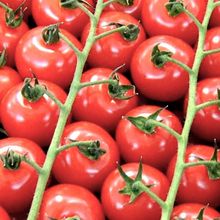 樱桃小番茄5斤圣女果小西红柿新鲜自然熟水果2斤当季非海南千禧果
