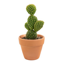 实生红刺赤凤红琥仙人球,批发价格优惠_阿里巴巴找货神器