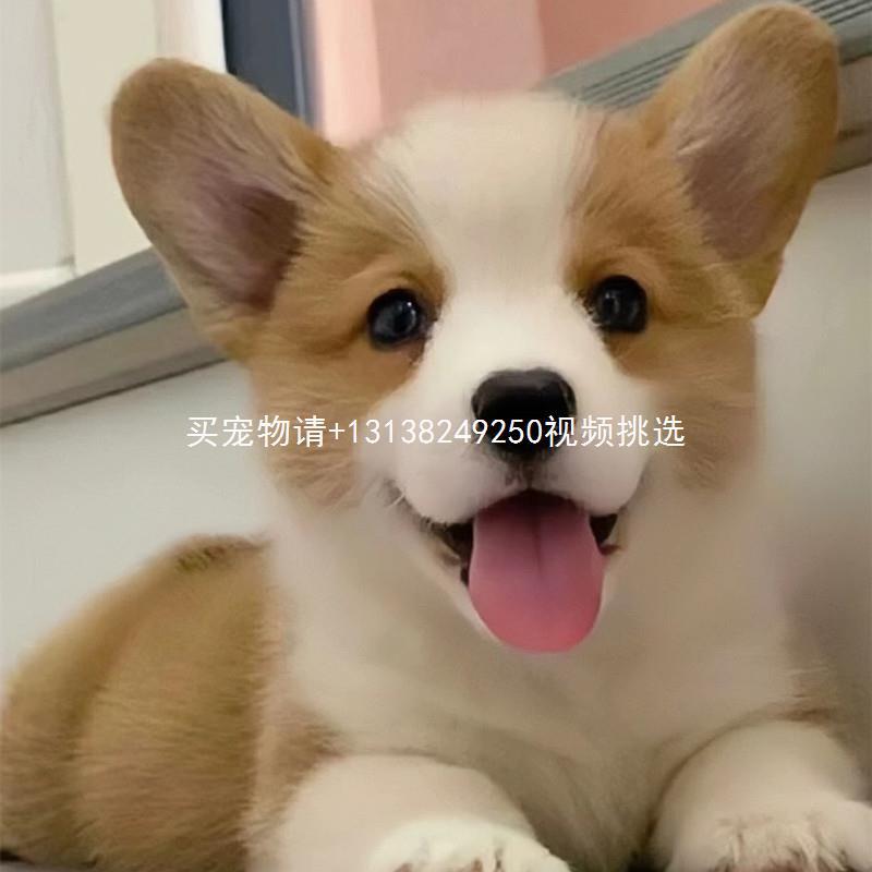 柯基幼犬柯基犬纯种三色柯基幼崽双色柯基狗幼犬柯基犬小短腿柯基