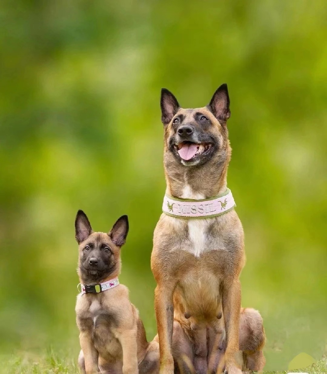 马犬幼犬活体精品双血统爆红马犬军犬警犬会科目成年马犬看家护院