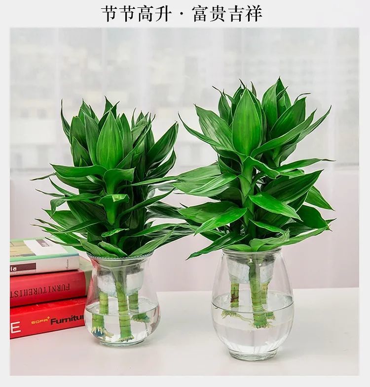 观音竹水培绿植盆栽富贵竹莲花竹水养植物室内客厅净化空气小盆栽
