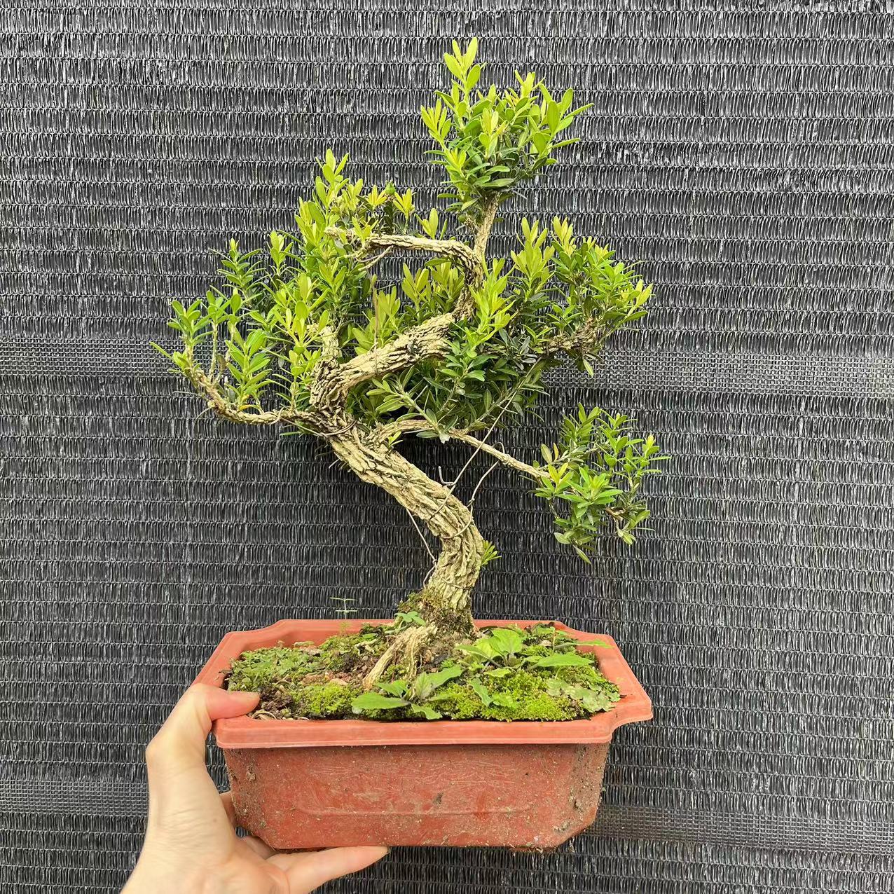 方盆矮霸造型黄杨树桩室内花卉阳台造景盆景 好养