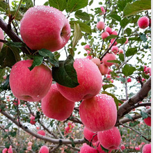 苹果树苗特大嫁接果树苗红富士脆甜盆栽地栽南方北方种植当年结果