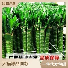 富贵竹水养带跟龙竹观音竹竹发财竹植物客厅绿植水培花卉一件代发